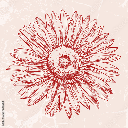 Hand drawn illustration of a Gerbera daisy flower head isolated on textured background