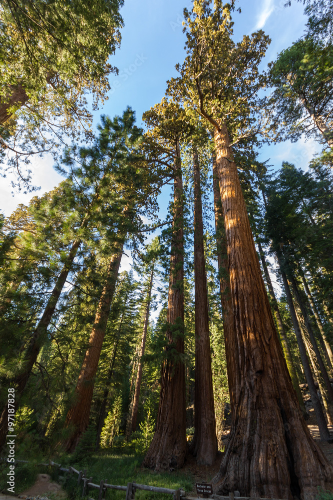 Tall sequoia from below in Yosemite, California Tall sequoia from below in Yosemite, California