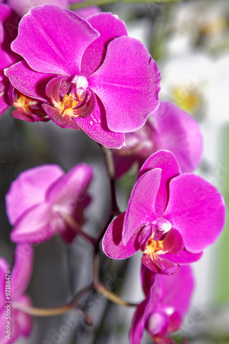 Fresh flowers are pink orchid