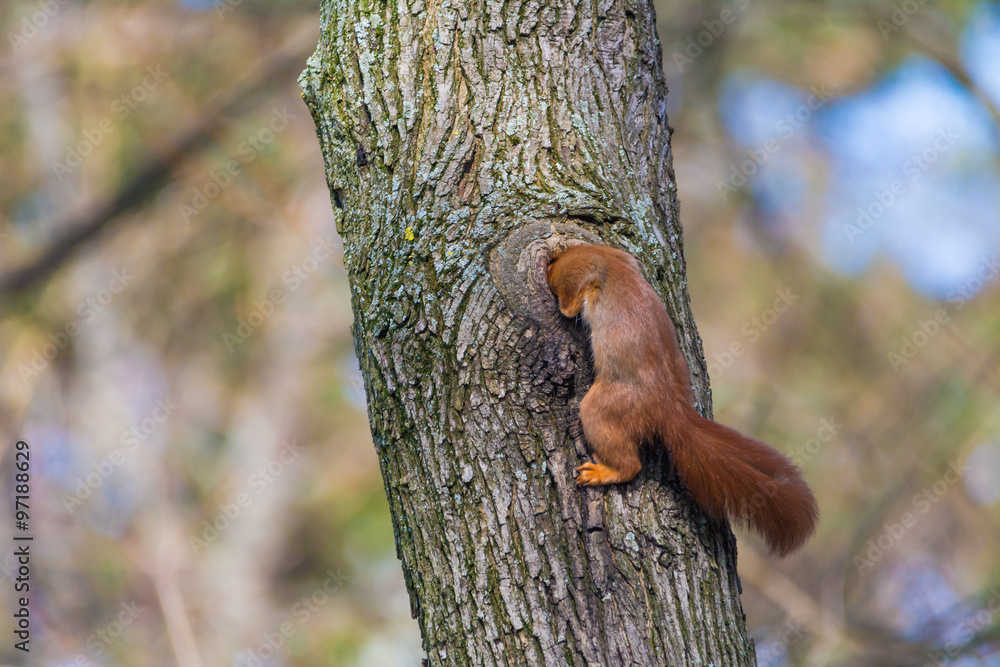 Eichhörnchen mit Nest im Baumstamm - obrazy, fototapety, plakaty 