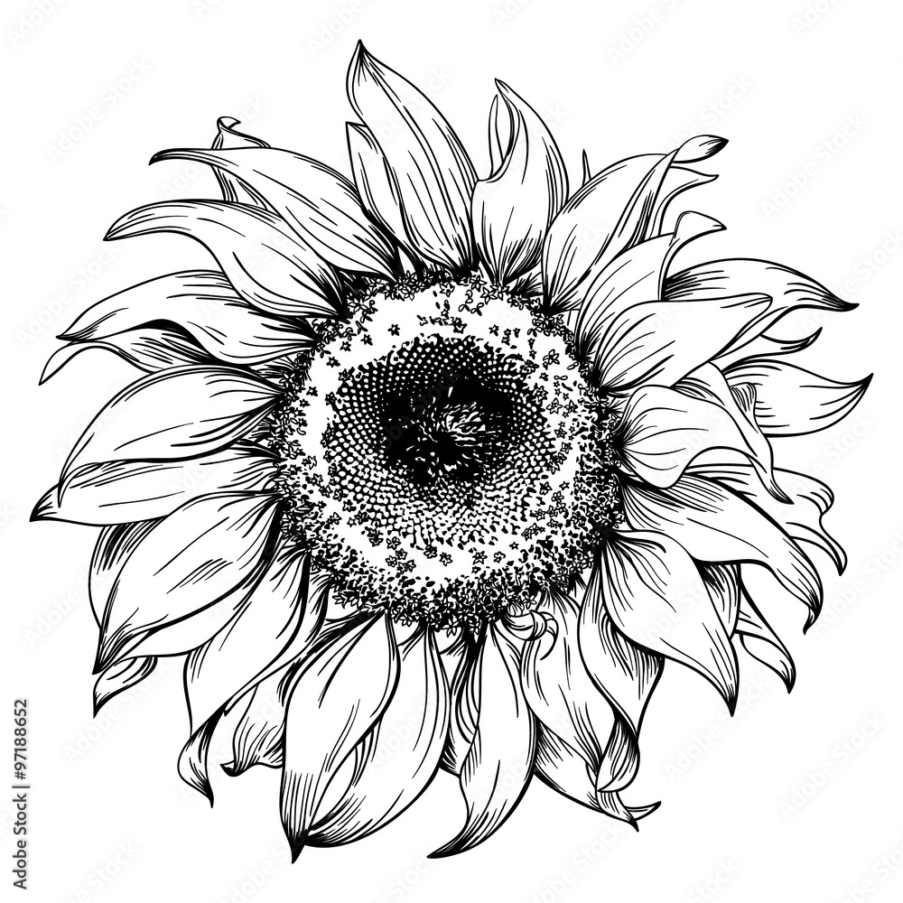 Obraz premium Ręcznie rysowane słonecznik głowy na białym tle