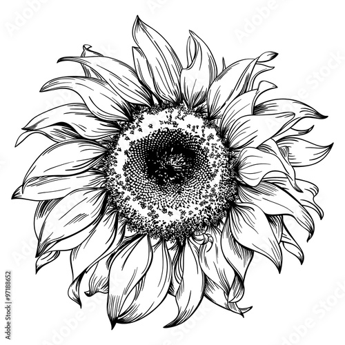 Obraz na plátně Hand drawn sunflower head isolated on white background