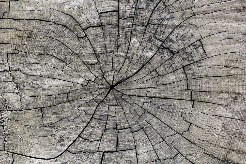 Fototapeta premium wood texture;