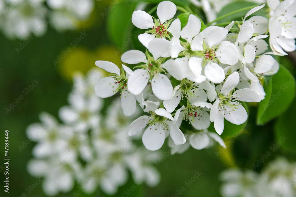 Branch of cherry blossoms with green leaves Stock Photo | Adobe Stock