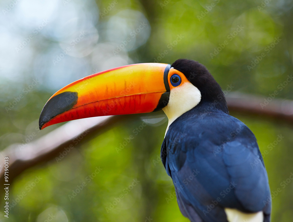 Toucan on the branch in tropical forest of Brazil Toucan on the branch in tropical forest of Brazil