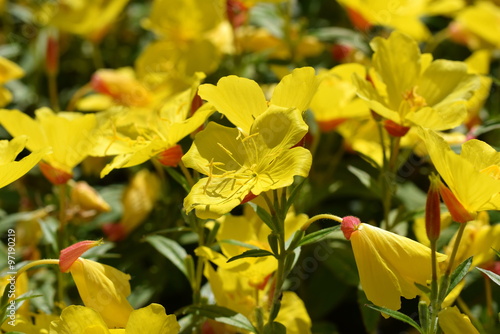 Sundrops - Nachtkerzen photo