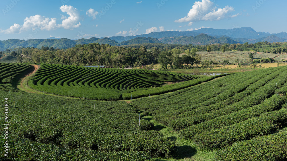 Chuifong Tea Plantation, Chiang Rai, Thailand