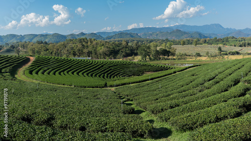 Chuifong Tea Plantation  Chiang Rai  Thailand