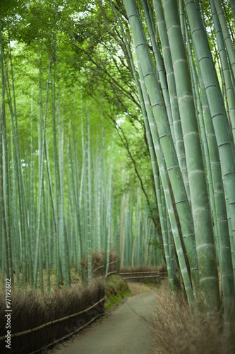 Bamboo forest path, Sagano, Kyoto, Japan
