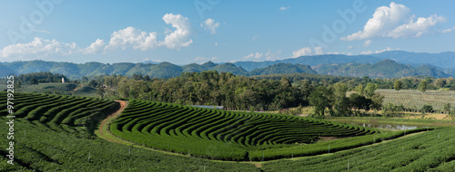 Chuifong Tea Plantation, Chiang Rai, Thailand