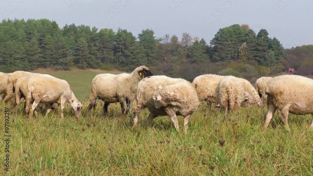 Flock of sheep breeding in the green grass mountain meadow
Flock of sheep breeding in the green grass mountain meadow