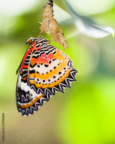 Leopard lacewing butterfly come out from pupa