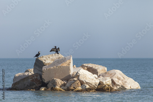 Cormorani su una scogliera photo