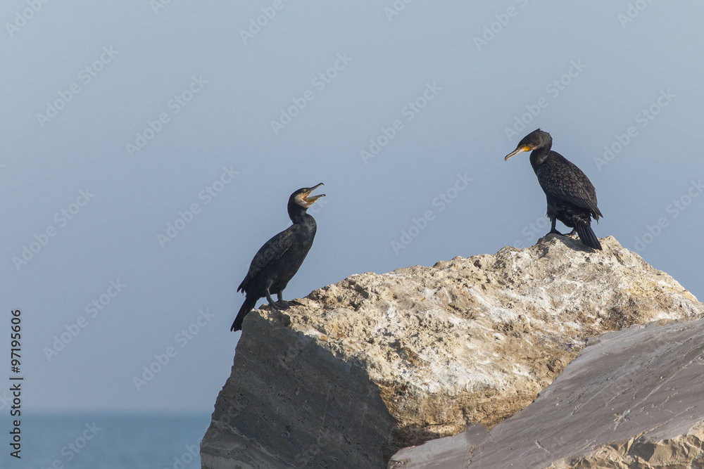 Due cormorani riposano su una scogliera sul mare Due cormorani riposano su una scogliera sul mare