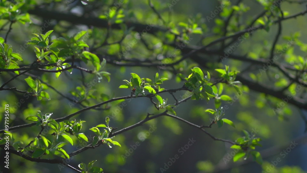 Branch with young leaves Branch with young leaves