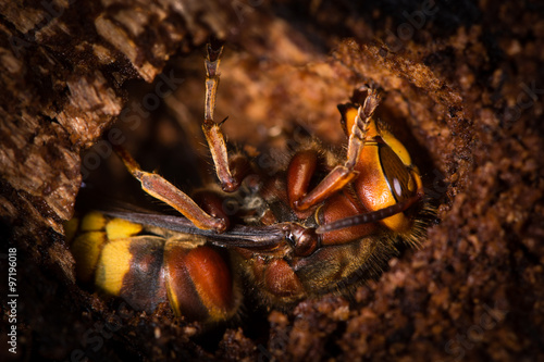 Photos European Hornet (Vespa crabro) ready for winter