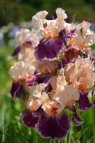 Multi-colored iris flower in the garden