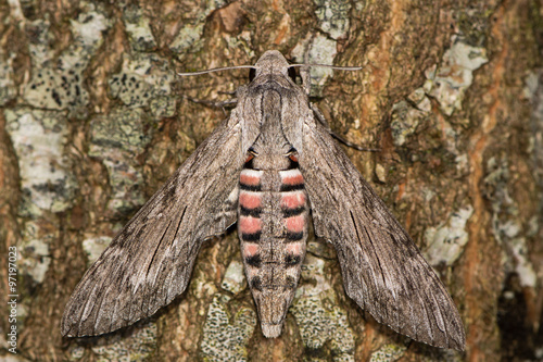 Canvas Print Convolvulus hawk-moth (Agrius convolvuli) at rest on bark of tree