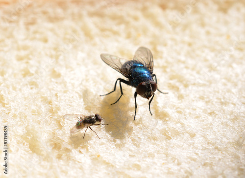 Flies on bread