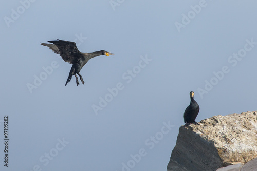 Cormorano in fase di atterraggio su una scogliera © nnerto