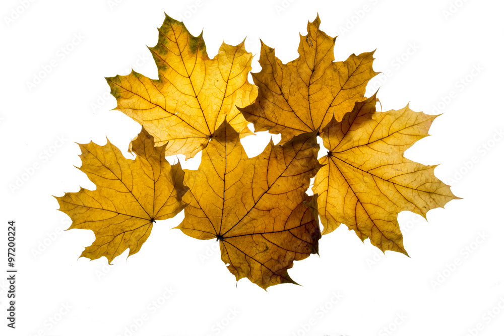 Autumn leaf isolated on the white background Autumn leaf isolated on the white background