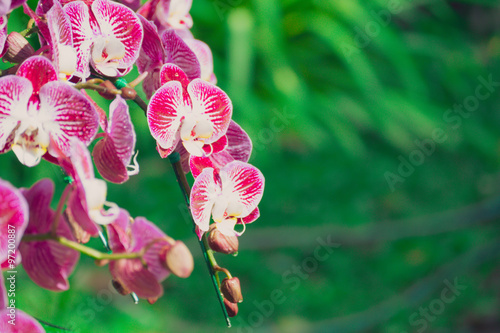 Beautiful blooming orchids in forest photo