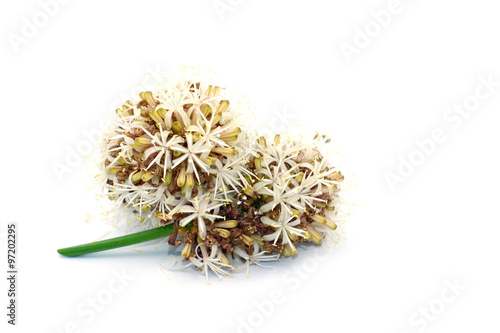 White Dracaena fragrans flower