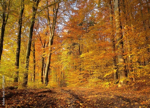 sunny autumn forest