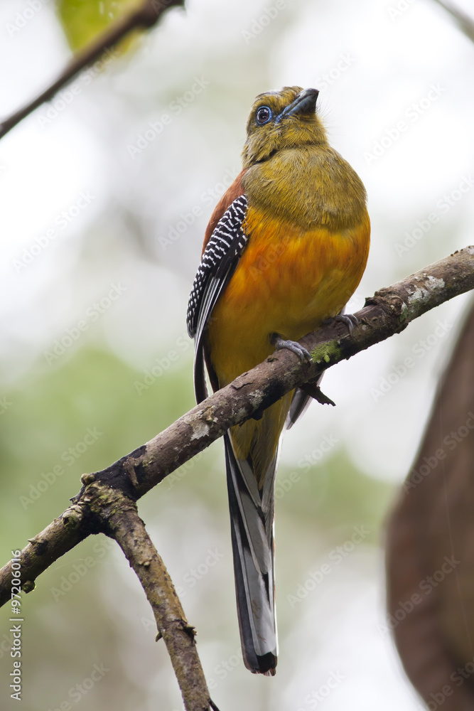 Obraz premium Beautiful Orange-Breasted Trogon.