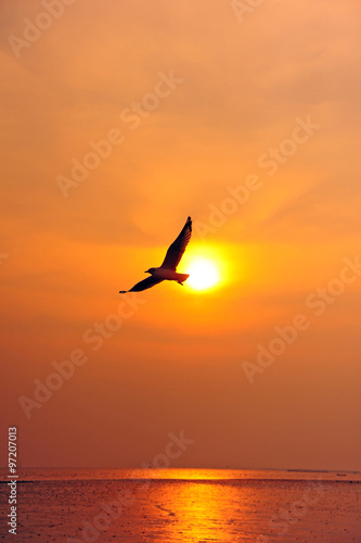 Seagull on the sky