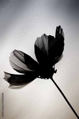 Schwarze Blume / Eine im Farbton veränderte Cosmea vor einem verwischten Hintergrund.