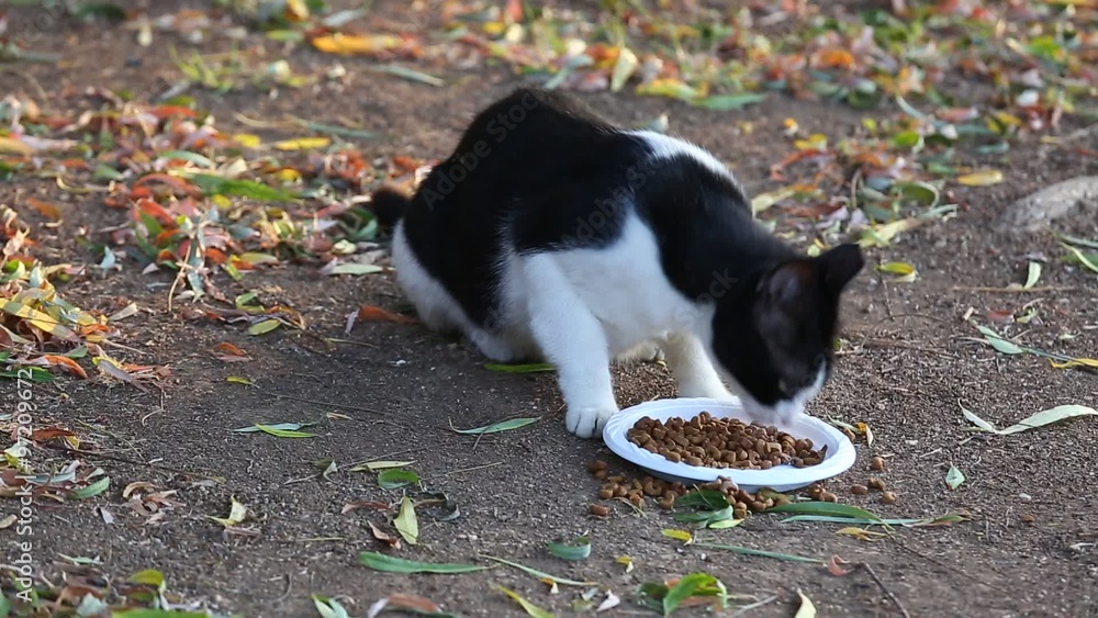 Homeless black and white cat eating cat food Homeless black and white cat eating cat food