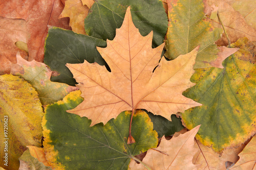 colorful autumn maple leaves