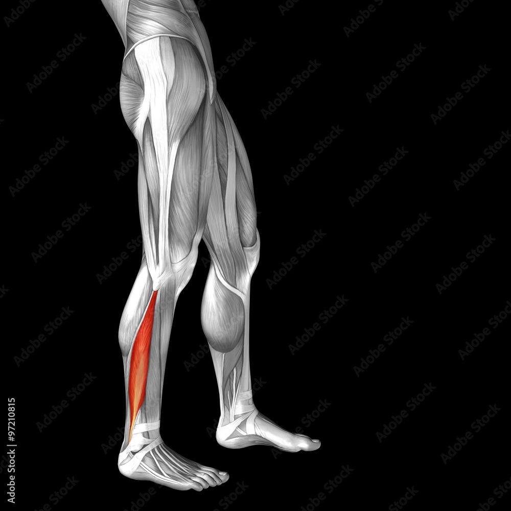 Conceptual 3D human front lower leg muscle anatomy Conceptual 3D human front lower leg muscle anatomy