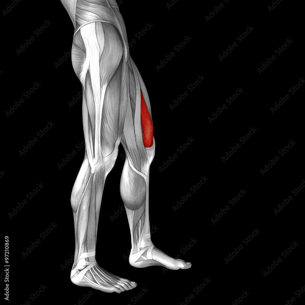 Conceptual 3D human front upper leg muscle anatomy Conceptual 3D human front upper leg muscle anatomy