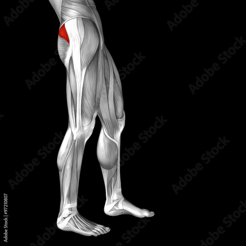 Conceptual 3D human back upper leg muscle anatomy © high_resolution