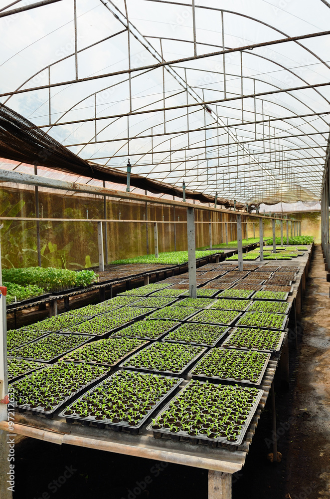 Fototapeta premium Green plant with small leaves