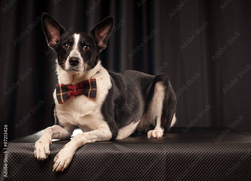 Studio portrait of black and white dog