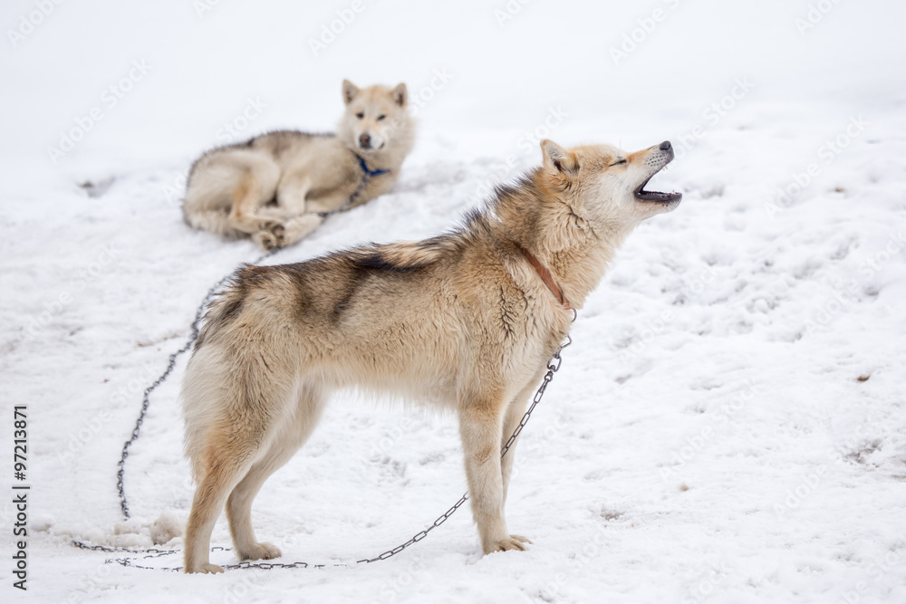 Obraz premium Sisimiut, Greenland 2015