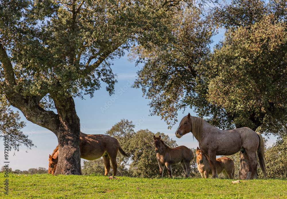 Fototapeta premium Group of horses grazing in a pasture.
