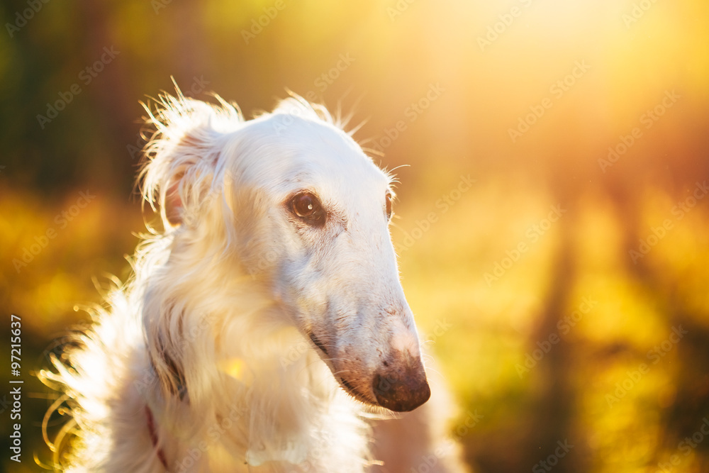 White Russian Hunting Dog, Sighthound, Russkaya Psovaya Borzaya, White Russian Hunting Dog, Sighthound, Russkaya Psovaya Borzaya,
