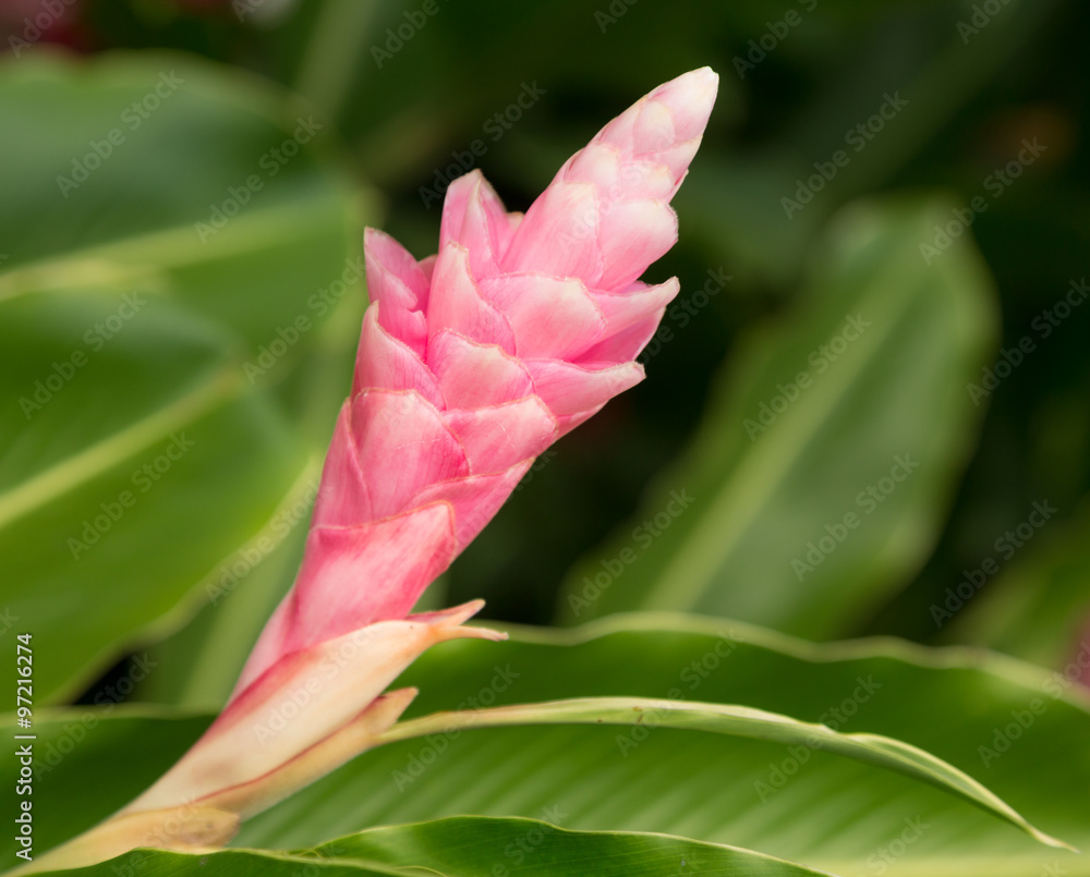 Obraz premium Pink GInger plant growing in plantation in Kauai