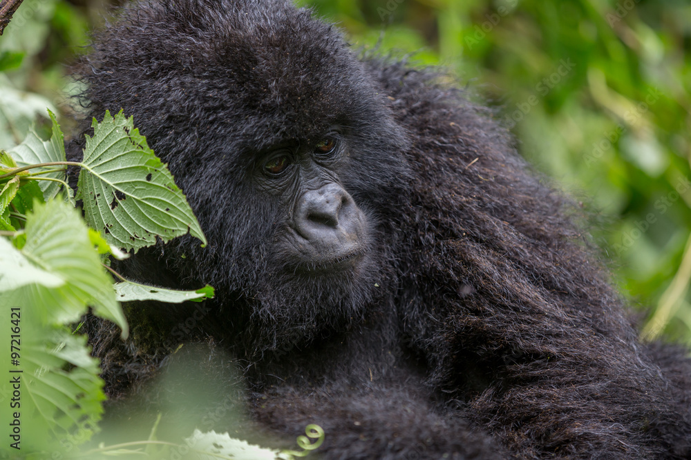 Gorila trek inside Virunga National Park in Democratic Republic of Congo Gorila trek inside Virunga National Park in Democratic Republic of Congo