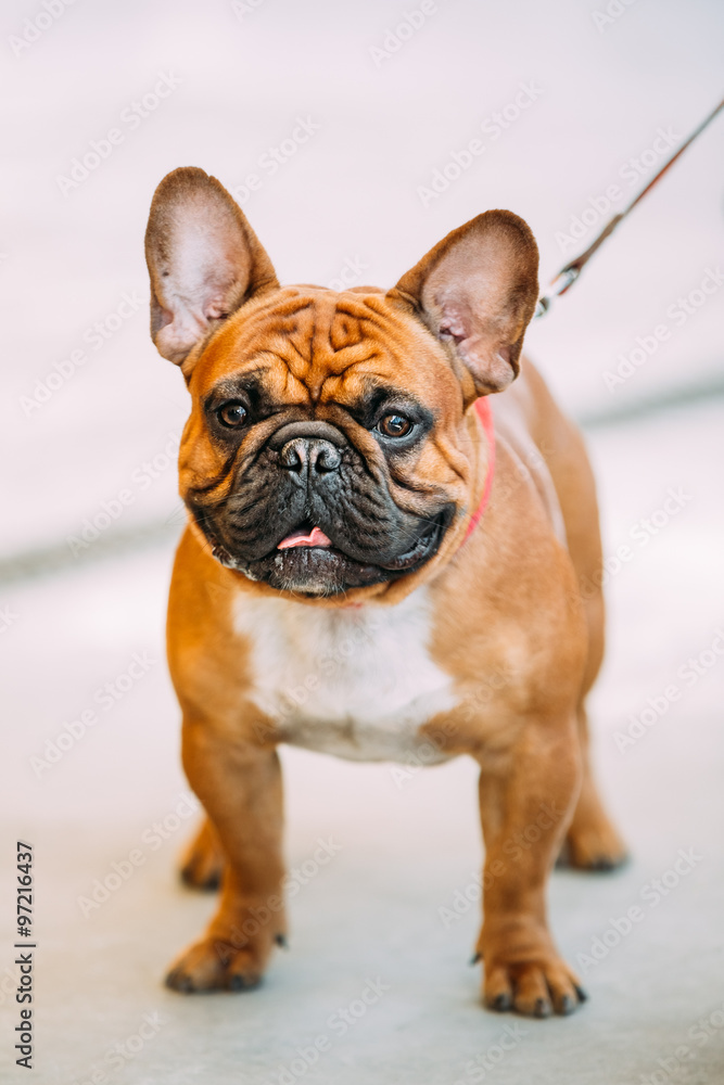 French Bulldog is small breed of domestic dog.