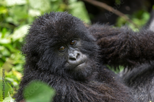 Gorila trek inside Virunga National Park in Democratic Republic of Congo  © LMspencer