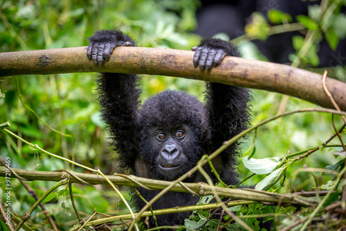Gorila trek inside Virunga National Park in Democratic Republic of Congo  photo