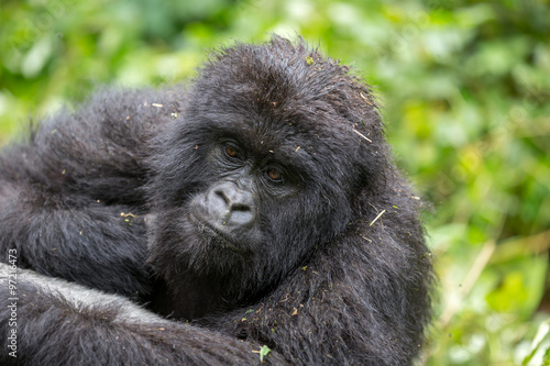 Gorila trek inside Virunga National Park in Democratic Republic of Congo  © LMspencer