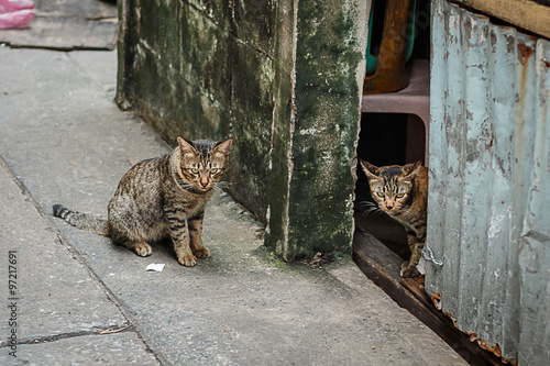 Fototapeta Naklejka Na Ścianę i Meble -  Twin cats looking ferocious