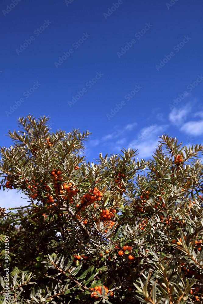 sanddorn - sallow thorn sanddorn - sallow thorn