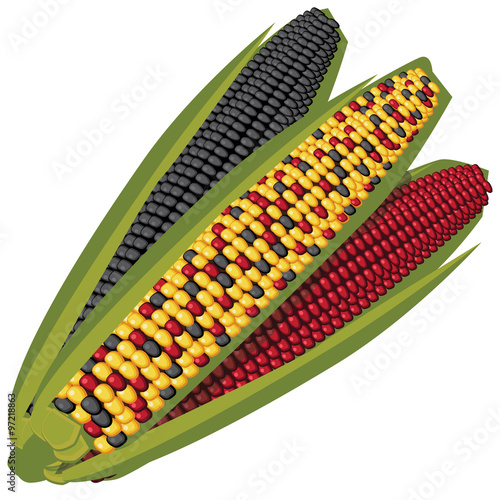 Indian corn. EPS 10 vector Royalty free illustration.